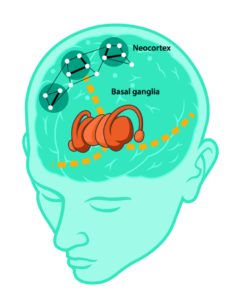 Procedural learning